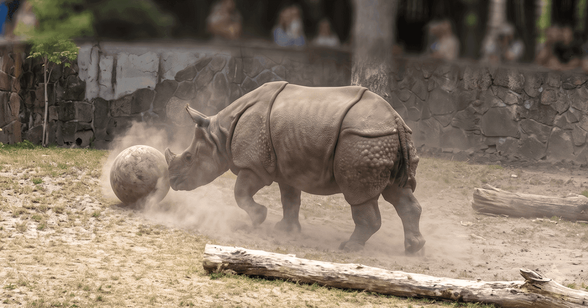 Nosorożec-piłkarz zamieszkał we wrocławskim zoo | WIDEO