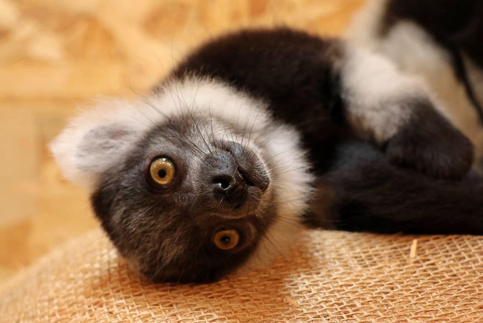 To wielki sukces polskiego zoo! Na świat przyszły jedne z najrzadszych lemurów