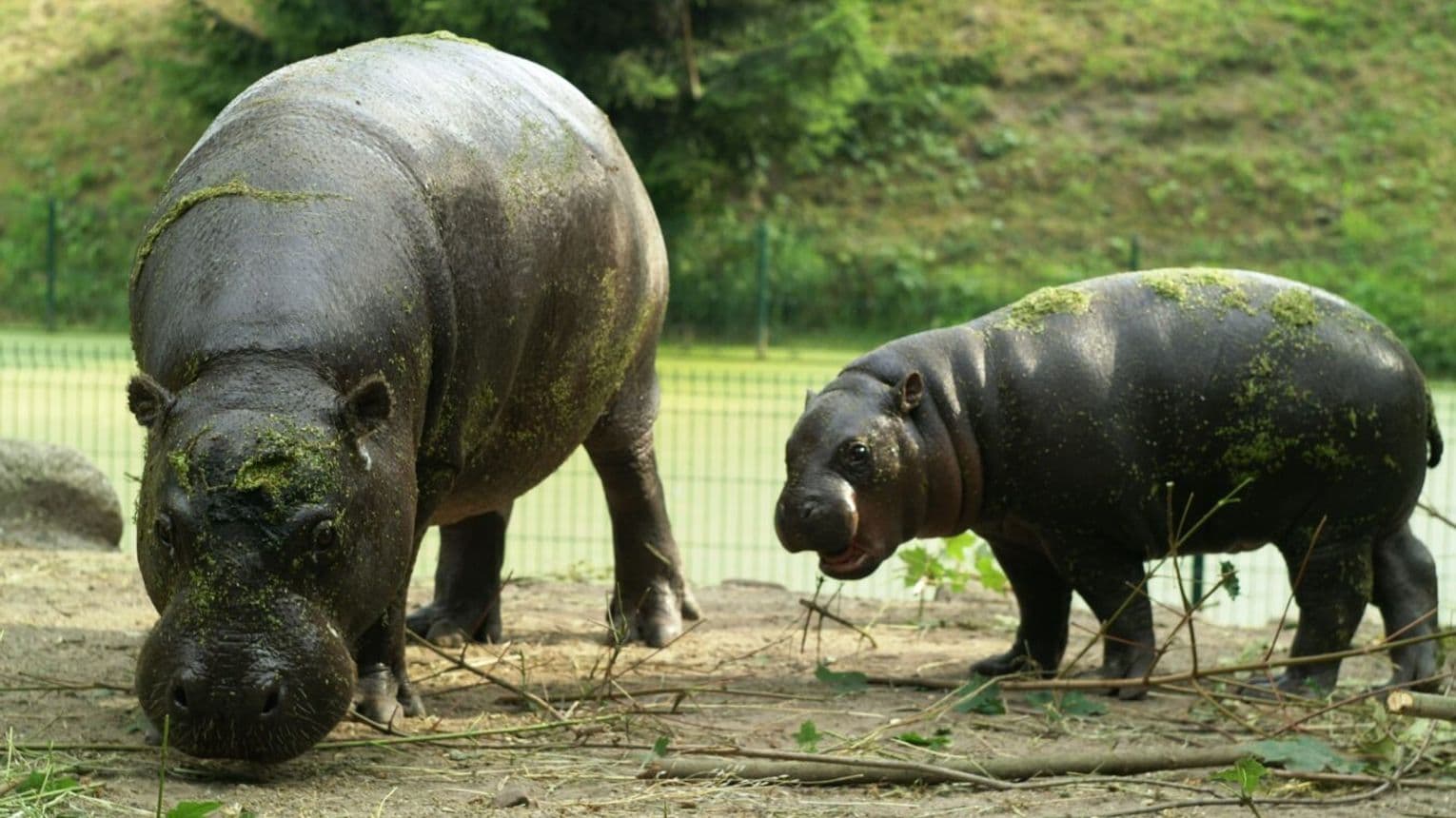 W wakacje gdańskie zoo oferuje zwiedzanie z przewodnikiem