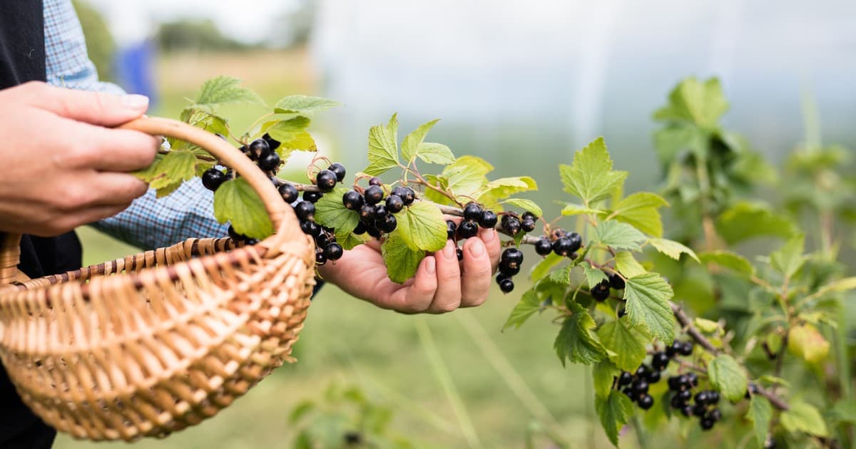 Ekstremalne upały zagrożeniem dla zbiorów owoców. Plantatorzy alarmują