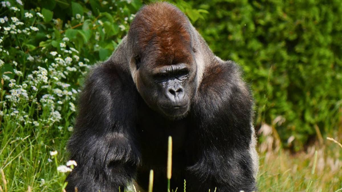 Skandaliczny incydent w warszawskim zoo. Ofiarą odwiedzających padł goryl