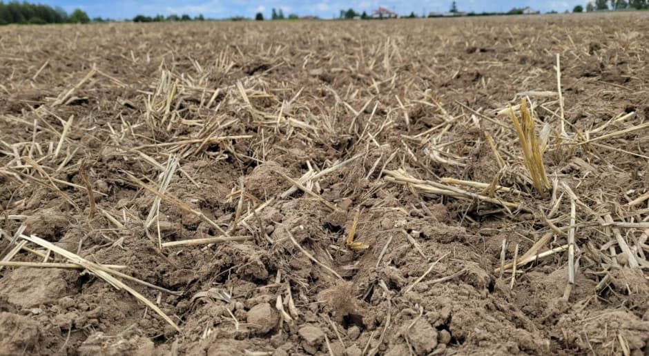 Dzisiaj, 17:00 Niższe plony, ale większa marża. Zaskakujące wyniki badań