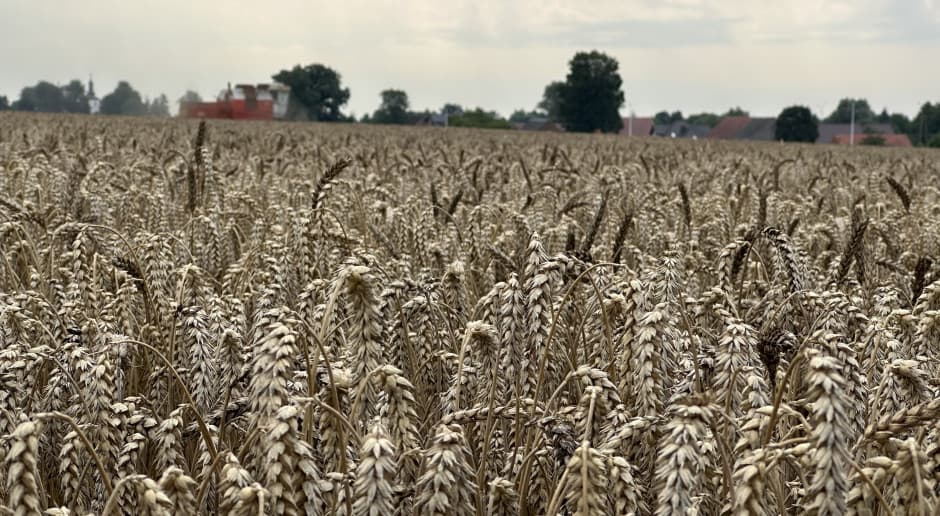 Żniwa nie cieszą już tak jak dawniej? Kto dzisiaj pamięta skąd jest chleb?