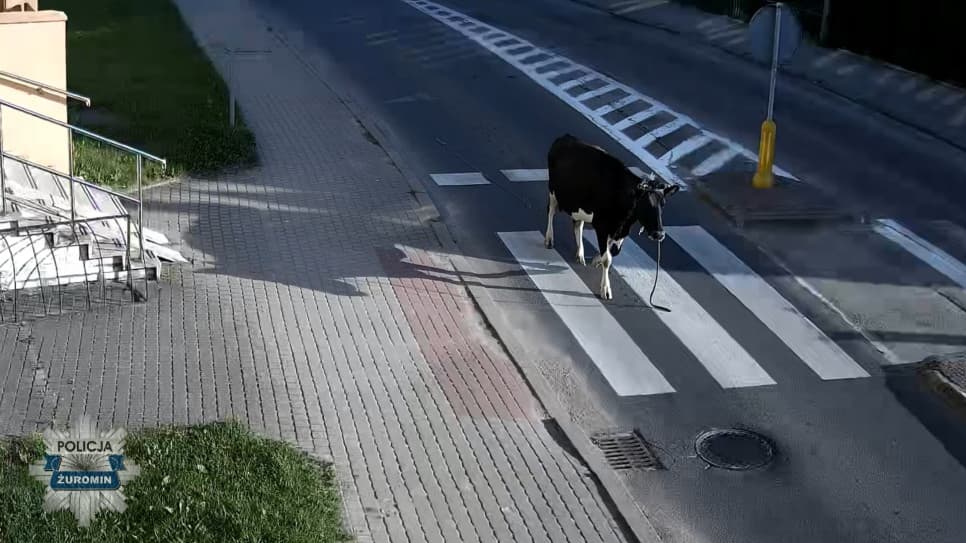Policja w pogoni za uciekinierką. Krowa samotnie spacerowała po ulicy
