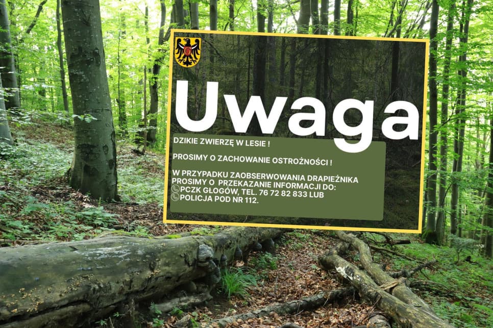 „Nie wchodzić do lasów”. Ostrzeżenie przed pumą w kolejnej gminie