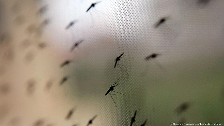 Komary atakują. Eksperci ostrzegają przed wirusami