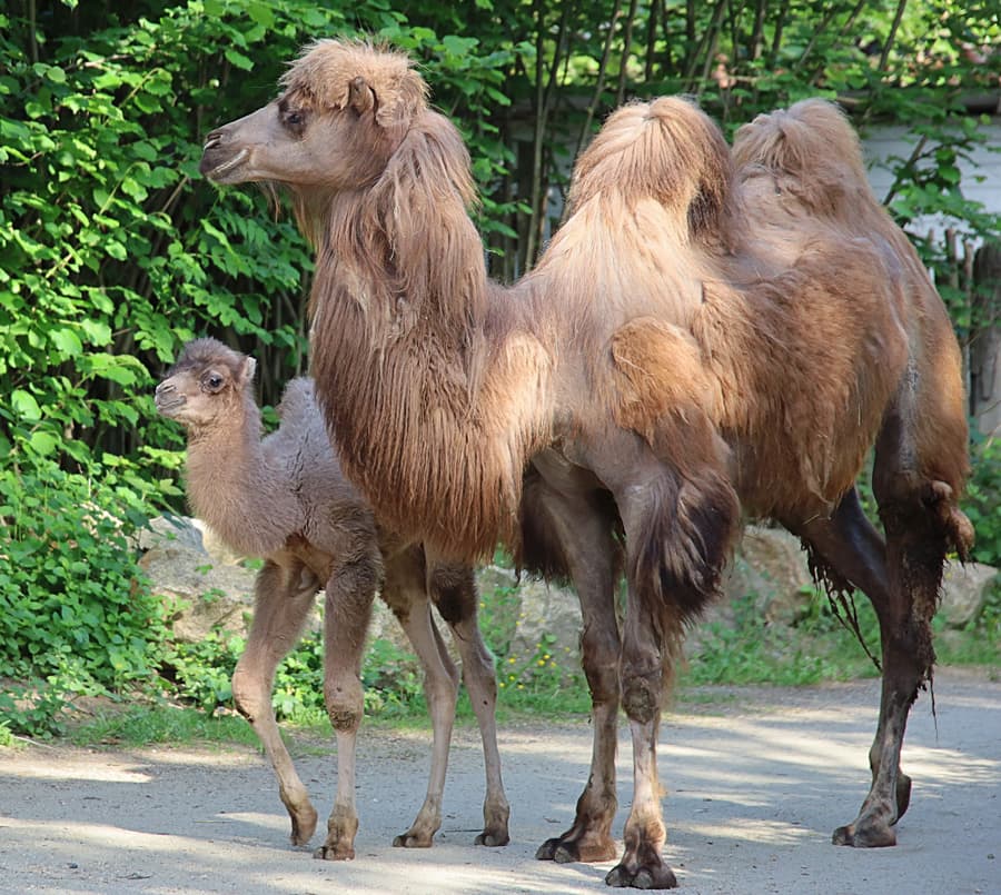 Niezwykłe narodziny w Naszym Zoo! Odwiedź małego wielbłąda w Boże Ciało, zoo otwarte od 9:00.