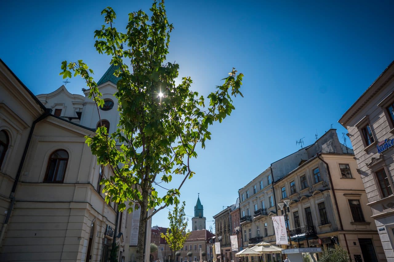 Krakowskie Przedmieście odzyskuje zieleń. W centrum Lublina posadzono już 10 nowych klonów