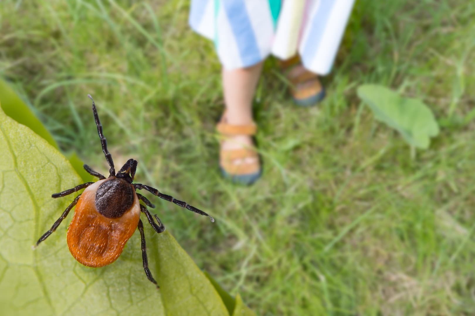 To już plaga kleszczy. Uważajcie na siebie, swoje dzieci