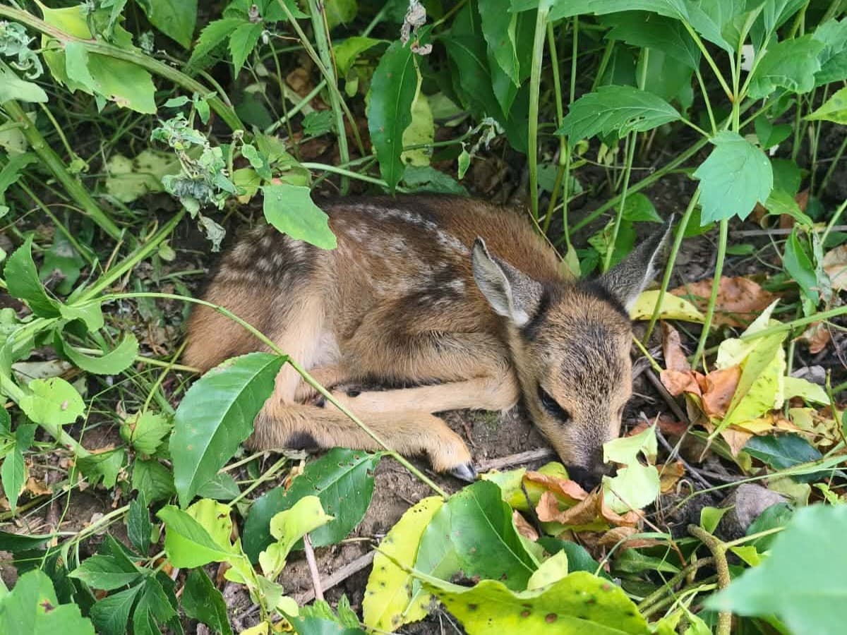 Straż Miejska w Częstochowie pomogła sarnie. Zwierzę utknęło na jednej z posesji, miało ze sobą dwie małe sarenki